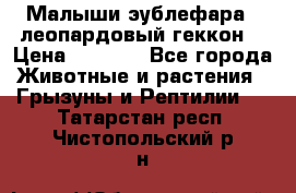 Малыши эублефара ( леопардовый геккон) › Цена ­ 1 500 - Все города Животные и растения » Грызуны и Рептилии   . Татарстан респ.,Чистопольский р-н